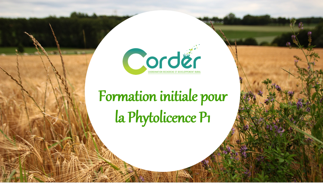 Formation initiale P1